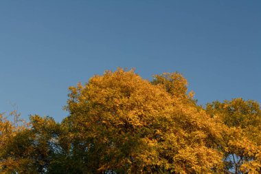 Güneşli bir sonbahar gününde mavi ske üzerinde güzel altın yapraklarla ağacın tepesinde..
