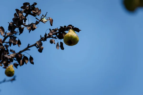 Σάπια Και Ξηρά Φρούτα Κλαδιά Αχλαδιάς Στα Τέλη Του Φθινοπώρου — Φωτογραφία Αρχείου