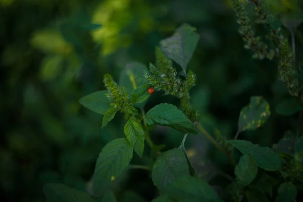 Maleńka Biedronka Siedząca Zielonych Liściach Letni Dzień Miękkie Skupione Ujęcie — Zdjęcie stockowe