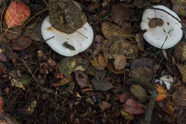 Μικρό Λευκό Champignon Pileus Φθινόπωρο Δάσος Ανάμεσα Κόκκινα Φύλλα Εποχιακό — Φωτογραφία Αρχείου