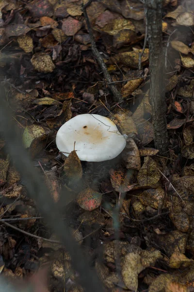 Liten Vit Champignon Höstskogen Bland Röda Blad Säsongssvamp Skogen Natur — Stockfoto