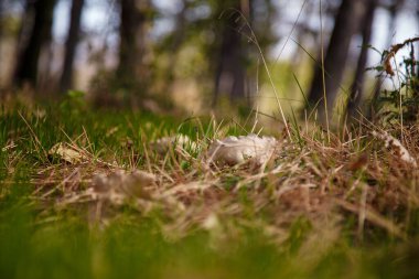 Ormandaki yeşil çimlerin yumuşak odaklı görüntüsü