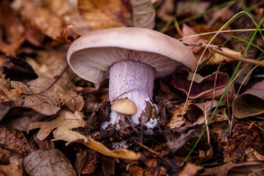 Sonbahar ormanında tricholoma mantarı