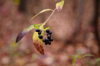 Frangula Rhamnus 'un bulanık sonbahar ormanı arka planında olgun kara dutlu dalı. Boşluğu kopyala.