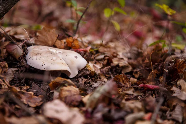 Tricholoma Mushroom Autumn Forest — Stock Photo, Image