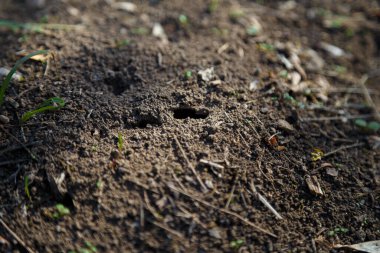 Güneş ışığı altında bir hayvan, böceklerin evi.