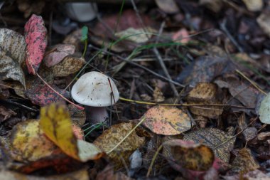 Sonbahar ormanlarında kırmızı yaprakların arasında küçük beyaz bir şampiyon. Ormanda mevsimlik mantar. Doğa ya da sağlıklı organik gıda konsepti.
