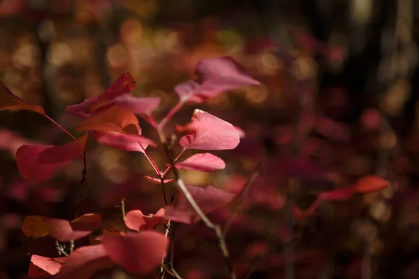 Cotinus Vermelho Coggygria Folhas Floresta Outono — Fotografia de Stock