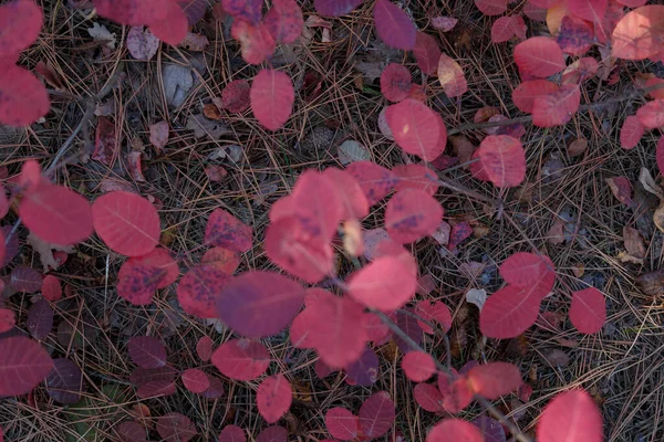 Rode Cotinus Coggygria Bladeren Herfstbos Bovenaanzicht — Stockfoto