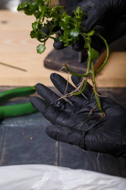 Siyah eldivenli kadın Kalanchoe bitkisini tutuyor. Toprak değiştirmek, esrar içmek ve yeni çiçek dikmek. Yakın çekim.. 