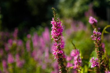 Bulanık yeşil arka planda güzel mor bir çiçek. Yaz ya da ilkbahar çiçek açan konsept. Boşluğu kopyala.