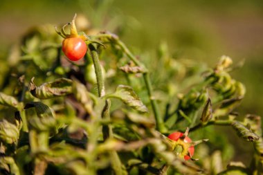 Çalıların üzerinde küçük kırmızı ve yeşil domatesler. Bahçıvanlık sezonunun sonu. Sağlıklı orantılı vejetaryen yiyecekler.