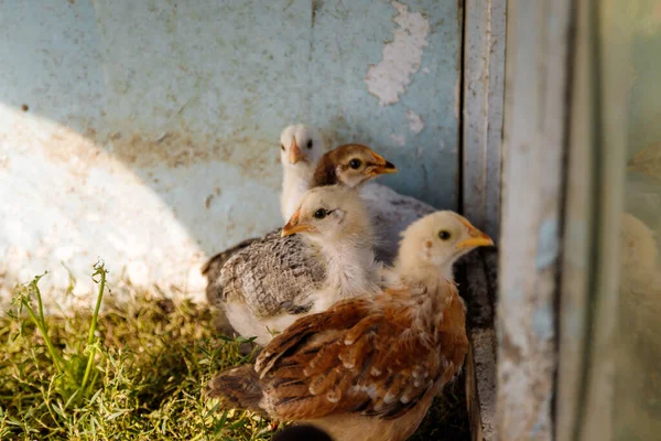 Multicolored small chickens on green grass