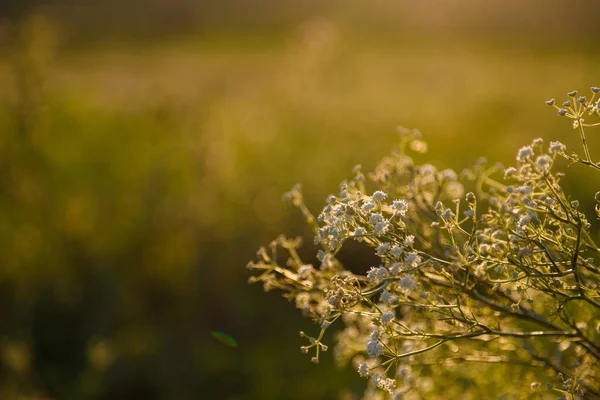 Полевые Цветы Травы Листья Прекрасном Солнечном Свете Расплывчатый Фон Пространство — стоковое фото