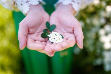 Beyaz spirea çiçekleri tutan kadın eller. Bahar çiçekleri ve yeni yaşam konsepti.