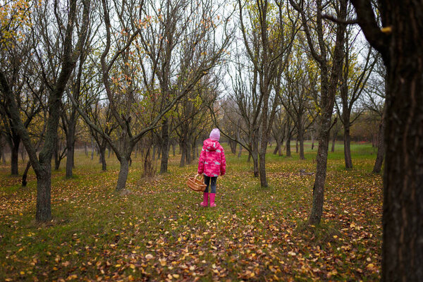 Маленькая девочка в розовых смолярных сапогах с корзиной яблок, идущих в осеннем лесу назад к камере