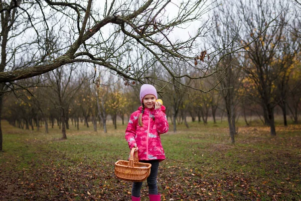 Девочка Розовой Куртке Корзиной Держащей Яблоко Осеннем Лесу — стоковое фото