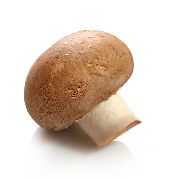 Brown champignon isolated on white — Stock Photo, Image