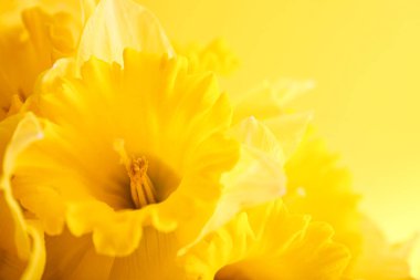 Sarı arka planda sarı nergisler