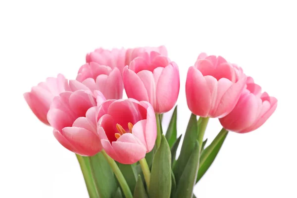 Розовые Тюльпаны Белом Фоне — стоковое фото