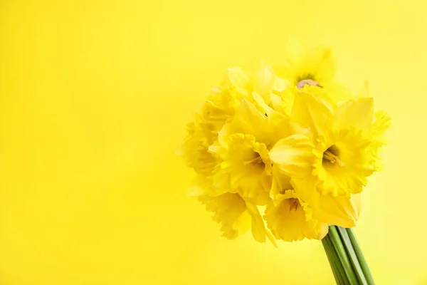 Giallo Narcisi Sfondo Giallo — Foto Stock