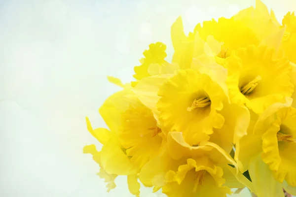 Yellow Daffodils Blue Background — Stock Photo, Image