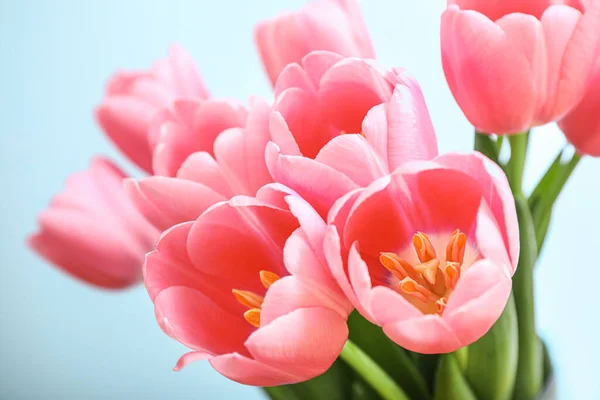 Tulipanes Rosados Sobre Fondo Azul —  Fotos de Stock