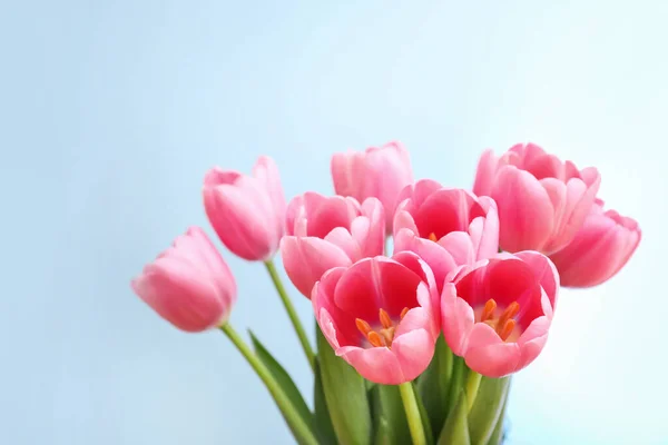 Tulipanes Rosados Sobre Fondo Azul —  Fotos de Stock