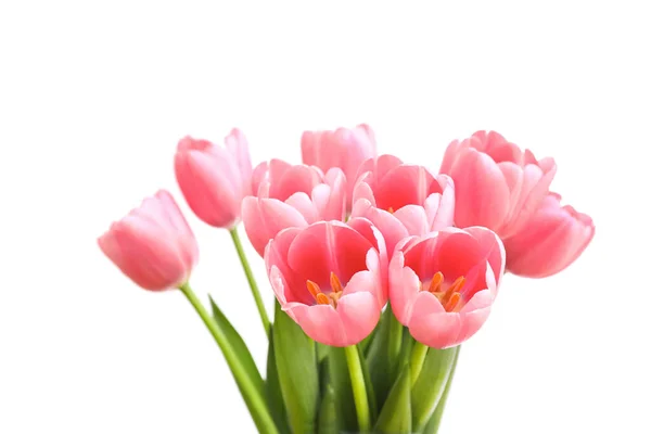 Rosa Tulpen Isoliert Auf Weißem Hintergrund — Stockfoto