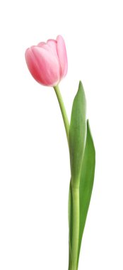 Pembe lale beyaz arkaplanda izole edildi