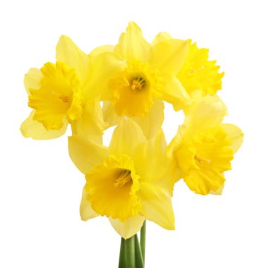 Beyaz arkaplanda izole edilmiş sarı nergisler