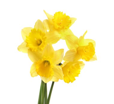 Beyaz arkaplanda izole edilmiş sarı nergisler