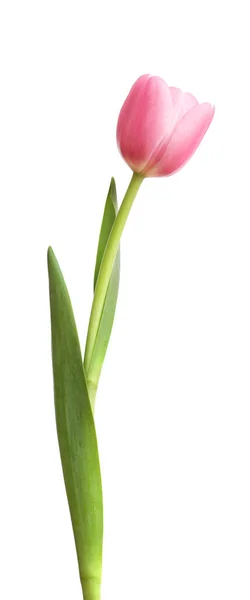 Pink Tulip Isolated White Background — Stock Photo, Image