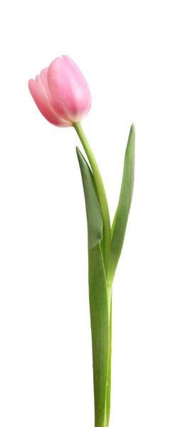 Rosa Tulpe Isoliert Auf Weißem Hintergrund — Stockfoto