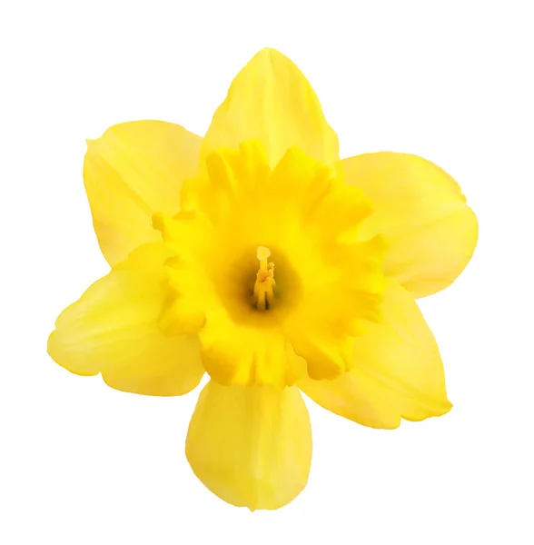 Narciso Giallo Isolato Sfondo Bianco — Foto Stock