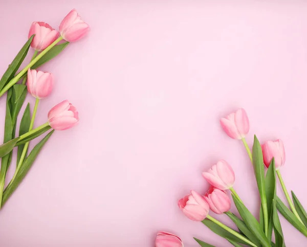 Różowe Tulipany Różowym Tle — Zdjęcie stockowe