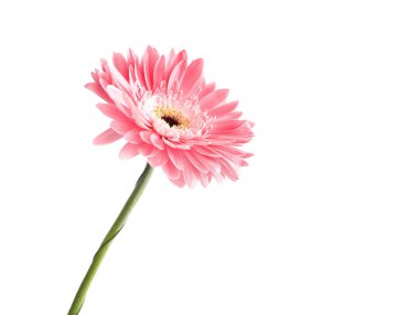 Gerbera çiçeği beyaz arkaplanda izole edilmiş