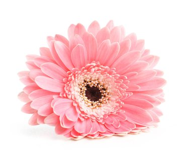 Gerbera çiçeği beyaz arkaplanda izole edilmiş