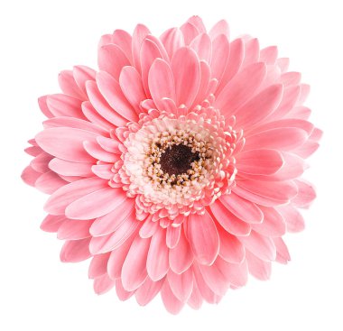 Gerbera çiçeği beyaz arkaplanda izole edilmiş