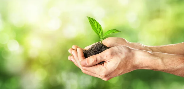 Hands holding plant in soil on blurred green nature background.
