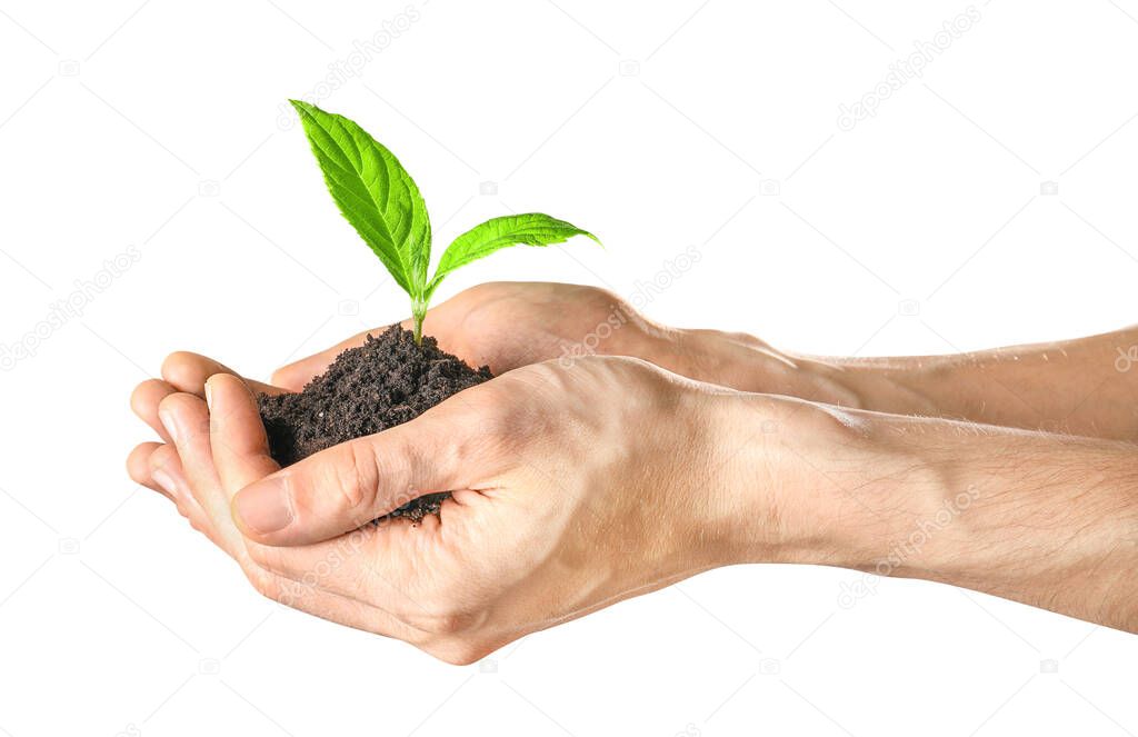 Hands holding sapling in soil isolated on white background.