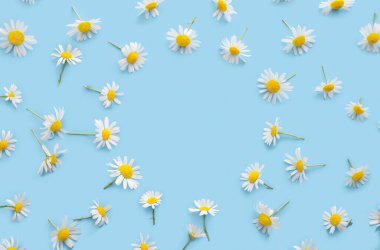 Çemberi papatya çiçekleriyle çember yapın