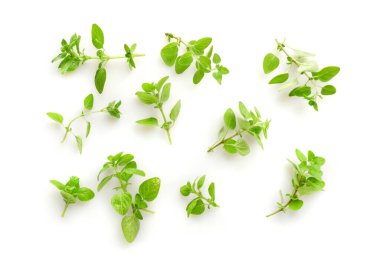 Beyaz arkaplanda taze kekik yaprakları izole.