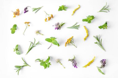 Beyaz arka planda izole edilmiş çeşitli şifalı bitkilerden oluşan düz bir yer. Üst Manzara. Bitkisel tıp konsepti. Bitkisel tıp konsepti.