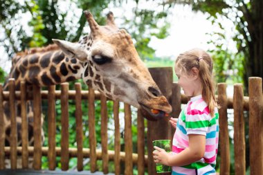 Aile zürafa hayvanat bahçesinde. Çocuk zürafalar tropikal safari parkında Singapur'da yaz tatili besleme. Çocuklara göz kulak hayvanlar. Vahşi hayvan için meyve veren küçük kız.