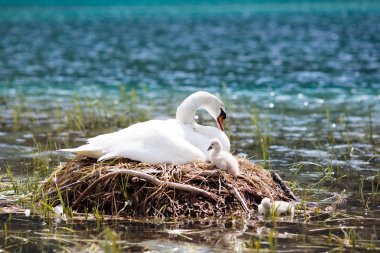 Swan nest in Austrian Alps mountain lake. Mother bird with little baby learning to swim. Wild swans during spring time. clipart