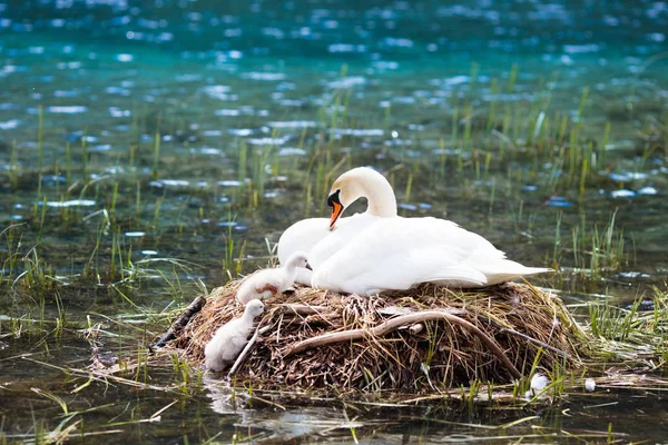 Swan Nest Austrian Alps Mountain Lake Mother Bird Little Baby — Stock Photo, Image