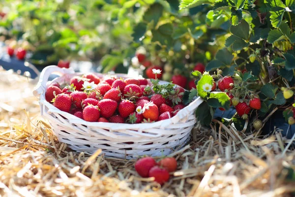 果树田里的果树 新鲜成熟的有机草莓 在草莓床旁边的白色篮子里采摘你自己的浆果 — 图库照片