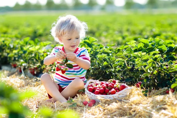 Child picking strawberry on fruit farm field on sunny summer day. Kids pick fresh ripe organic strawberry in white basket on pick your own berry plantation. Little boy eating strawberries.