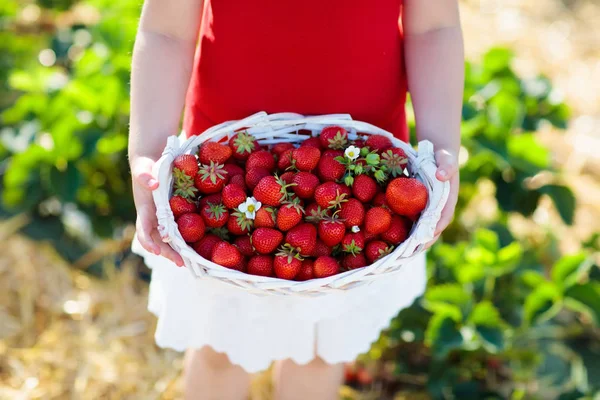 夏日阳光灿烂 孩子们在果园采摘草莓 孩子们在白色的篮子里采摘新鲜成熟的有机草莓 然后自己采摘 小女孩吃草莓 — 图库照片